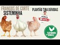 Frangos de Corte no Sisteminha - Plantão Tira Dúvidas