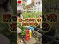 葉っぱがない株救出作戦② #相原バラ園 #バラのある暮らし
