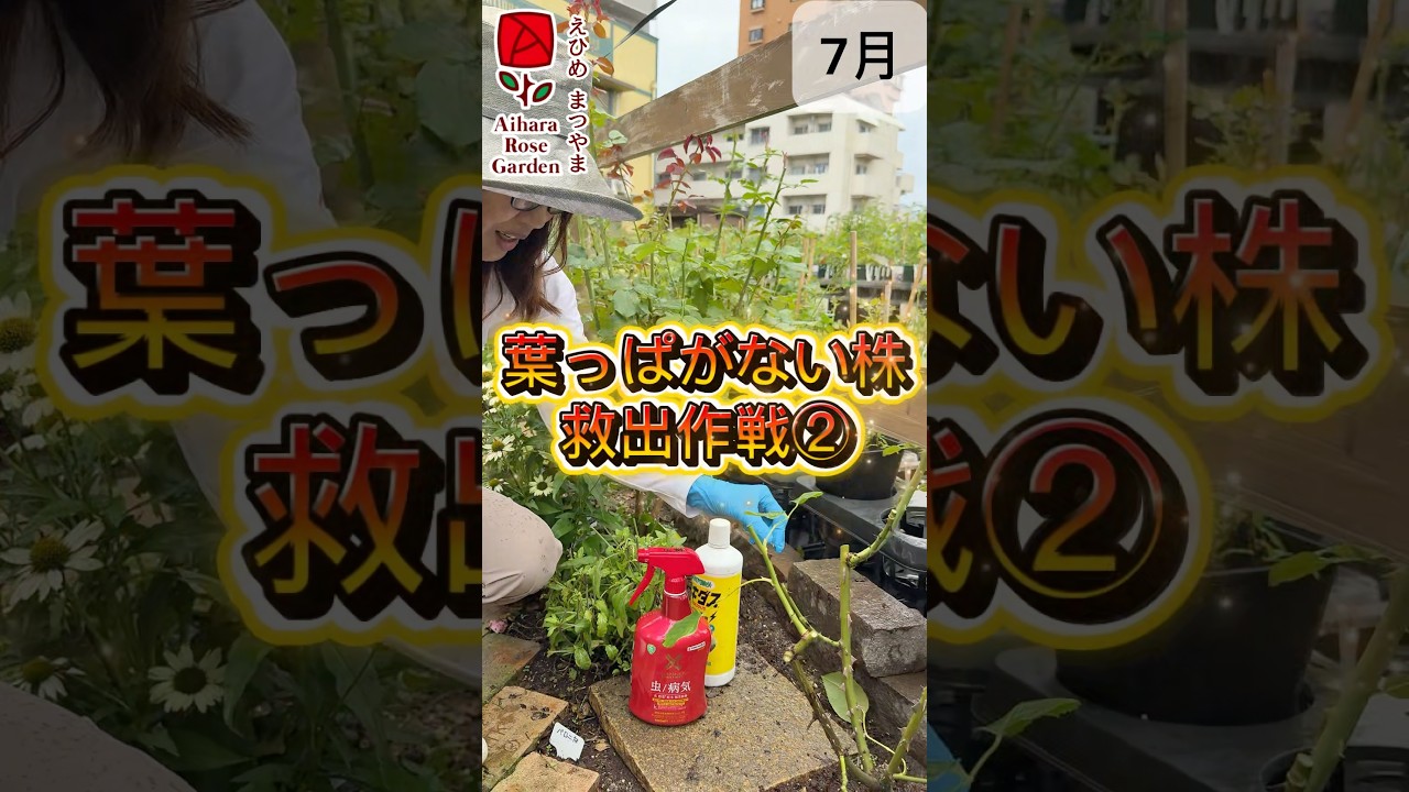 葉っぱがない株救出作戦② #相原バラ園 #バラのある暮らし