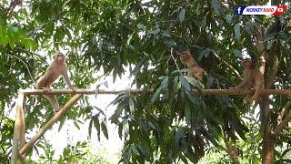 KAKO Family | Three Little Monkey Playing On The Tree With Swing