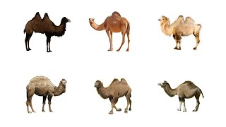 Camel Types In English! Learn Types of Camels | Camel Species In English | Names of Camels