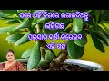 ଘରେ ଏହି ଦିଗରେ ଲଗାଇଦିଅନ୍ତୁ ଲକି ଗଛ /ପଇସା ର ବର୍ଷା କରେଇବ ଏହି ଗଛ #vastu plant 