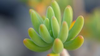 316 [Recommended Super Cute Succulents] You can find them at 100