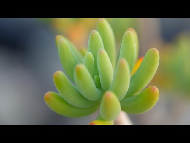 316 [Recommended Super Cute Succulents] You can find them at 100