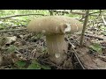 (КОЛОСНИКИ) колосовики первые белые грибы в июле!  Поход в лес по грибы!
