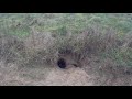POLOWANIE NA LISY Z JAMNIKIEM - Fox hunting with dachshund (teckel) #1