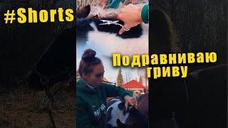 Подравниваю гриву жеребёнку #shorts