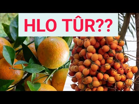 Hlo tûr leh a hnathawhte.. - YouTube