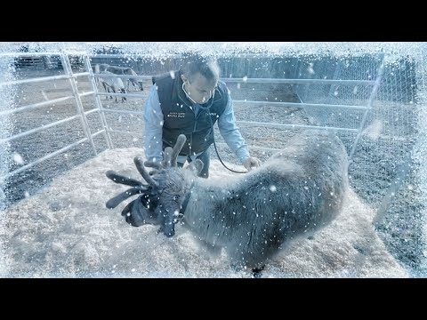 Santa's veterinarian gives reindeer green light for Christmas flight