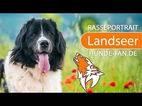 ► Landseer [2019] Rasse, Aussehen &amp; Charakter