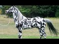 Top 7 Caballos Más Raros del Mundo