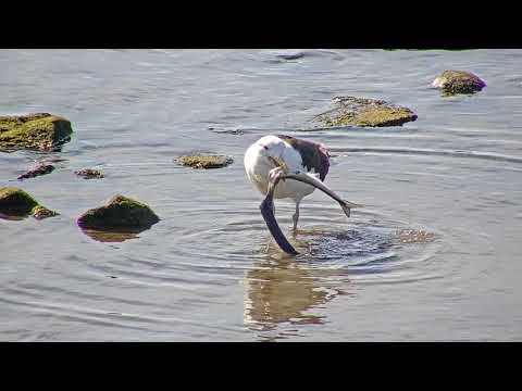 Video: Hvor stor er en større svartbak?