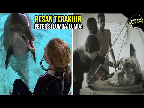 Video: Cara Berkomunikasi Dengan Ikan Lumba-lumba