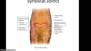 Anatomy 32 Lecture, Chapter 9 Part 1