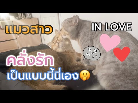 EP.6 อาการแมวฮีท จนเกิดเรื่องราวความรักของแมว |อาการติดสัด เป็นอย่างไร มาดูกัน