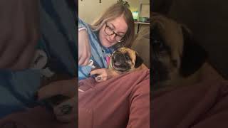 #dog #funny #funnyshorts #funnyvideo #lol #dogs #shortsvideo #shortvideo #shorts #short #funnydogs