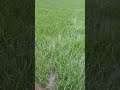 Paddy Farm||