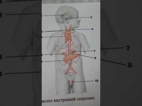 эндокринные железы