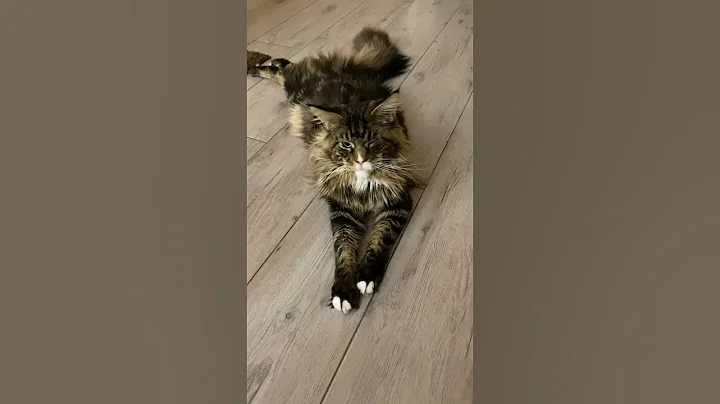 Video 9909001: mainecooncat mainecoons cat, mainecoon cat kitten kitty, kitten cat funnycat mainecoon, funnycatvideos mainecoons