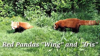 Red Pandas