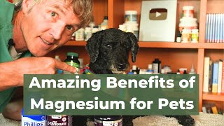 Unlocking the Secret: 5 Amazing Ways Magnesium Boosts Your Pet's Health!