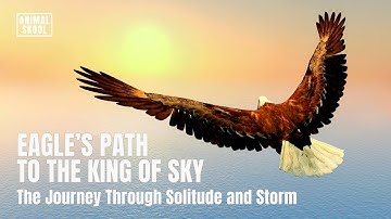 Eagle’s Path to the King of Sky - A Story of Solitude, Storms, and Rebirth