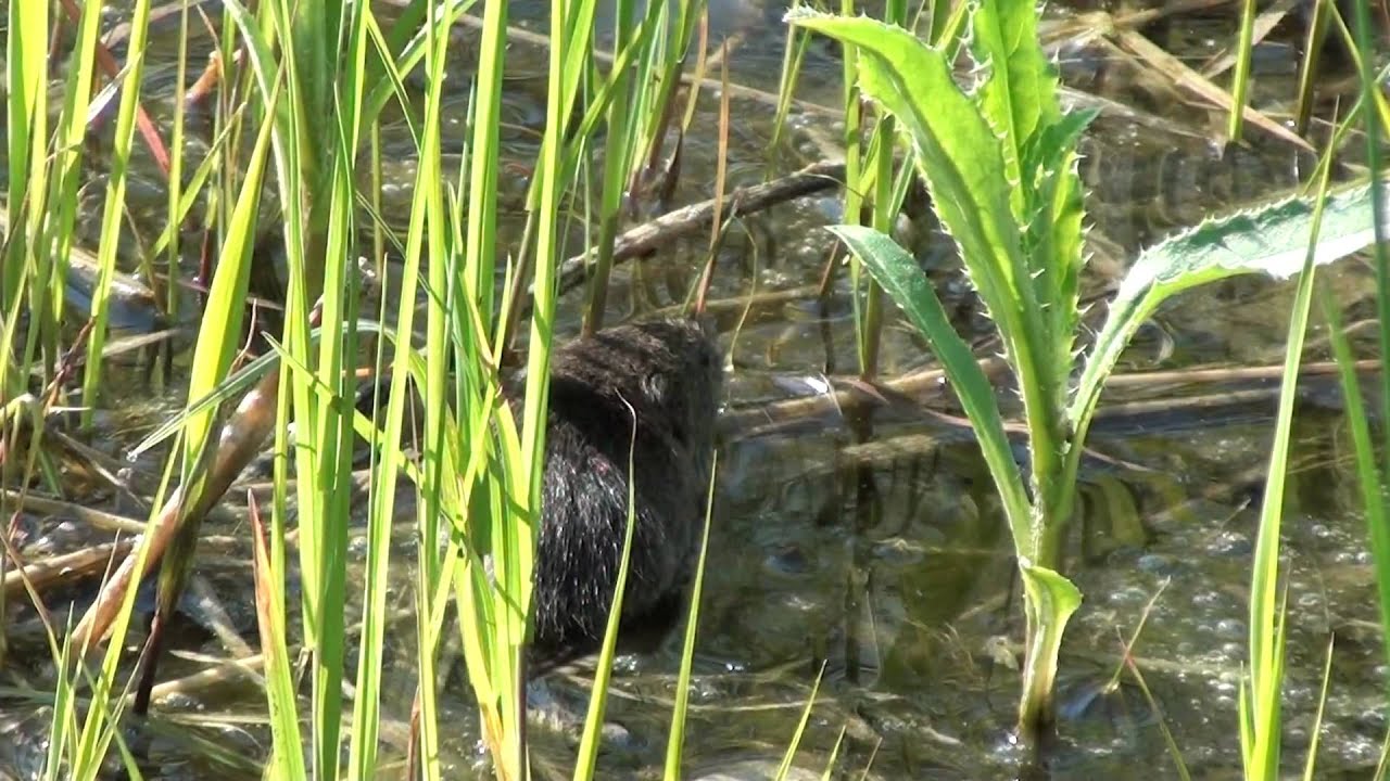 Synapsida: The Curiosity of Lemmings