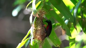 Burung Kolibri Di Alam Liar | Berkicau | Memberi Makan Anaknya | Kolibri/Konin/Kolibri Ninja