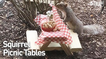 Squirrel picnic table business helps mom during coronavirus | All Good
