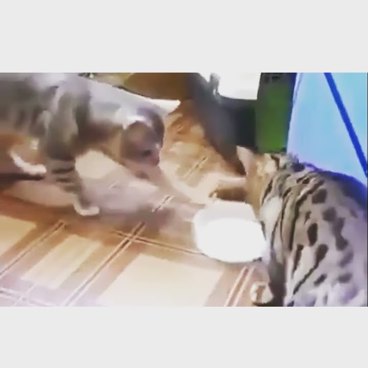 NO SENSOR...Vidio syur yang lagi viral