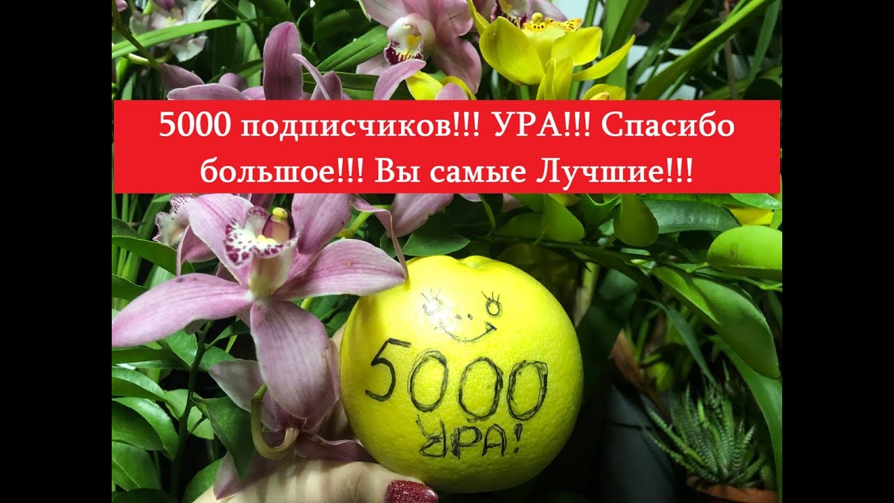 🍍🎉🎂🍋5000 подписчиков!!! УРА!!! Спасибо большое!!! Вы самые Лучшие у меня!!!🍋🎂🎉🍍