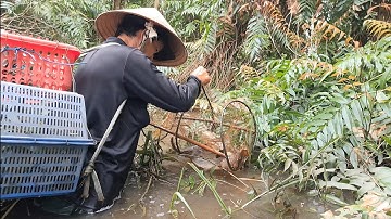 Thăm Lờ Cá Trong Rừng Tràm Nước - Dính Cá Trê Lai Khủng và Lụm Ốc Bươu Vàng @TámCáVlog1979 