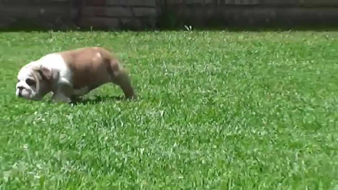 D'NAHROS STAR XOCHITL puppy paradise