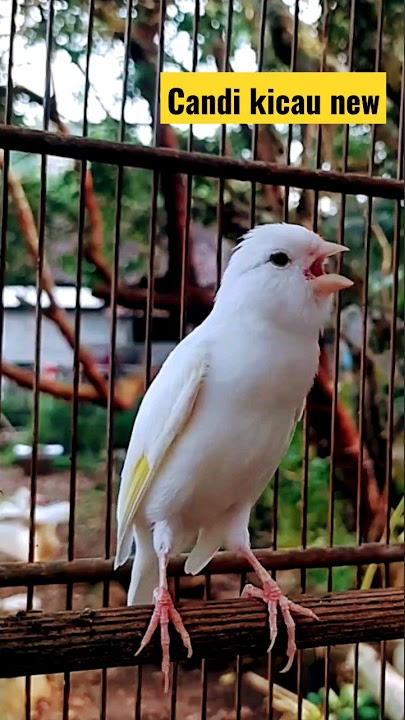KENARI GACOR- londho #short #shorts #ytshorts #canary #canario #canaries #kenarigacor #burungkenari
