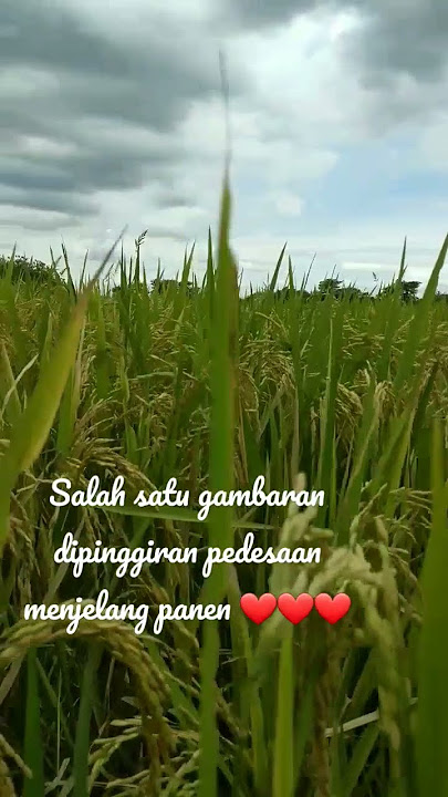 kutut manggung bikin damai