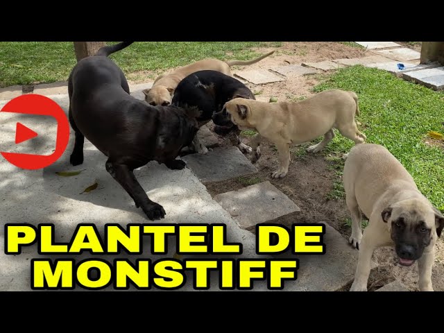 Canil Gigantes da Montanha - especializado na criação da raça Mastiff Inglês  - Mastiff Inglês - Joinville - Mastiff Inglês