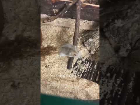 Vídeo: Como cuidar de hamsters, ratos, gerbos e ratos órfãos