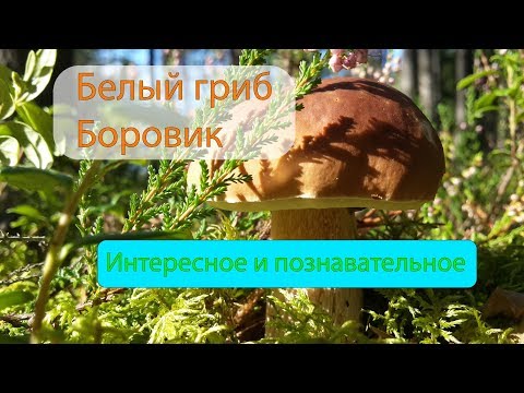 Белый гриб БОРОВИК - интересное и познавательное