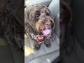 Y’all want anything from the gas ⛽️ #funny #comedy #puppy #petsrule #funnypuppy #dogs