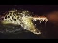 Crocodiles are attacked by people. Жили себе крокодилы и тут... Нападение на крокодилов. Крокодил.