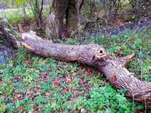 Video: Vretenovitý Strom S Veľkými Krídlami