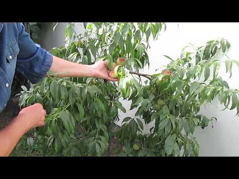 Видео: Что такое морозный персик: советы по выращиванию морозных персиков в ландшафте