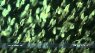 Fast Food Of The Sea Fish Feast On Tiny Krill