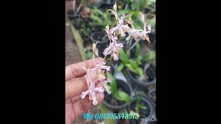 Angrek Species Papua Verninha