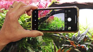 How to take EPIC aquarium photos with your phone