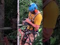 Randy Removing a Fir Tree #shorts