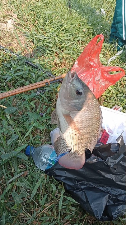 Simontoxxx😆 #fishing #shortvideo #mancing #mancingliar #youtubeshorts #mancingmania #shorts #short