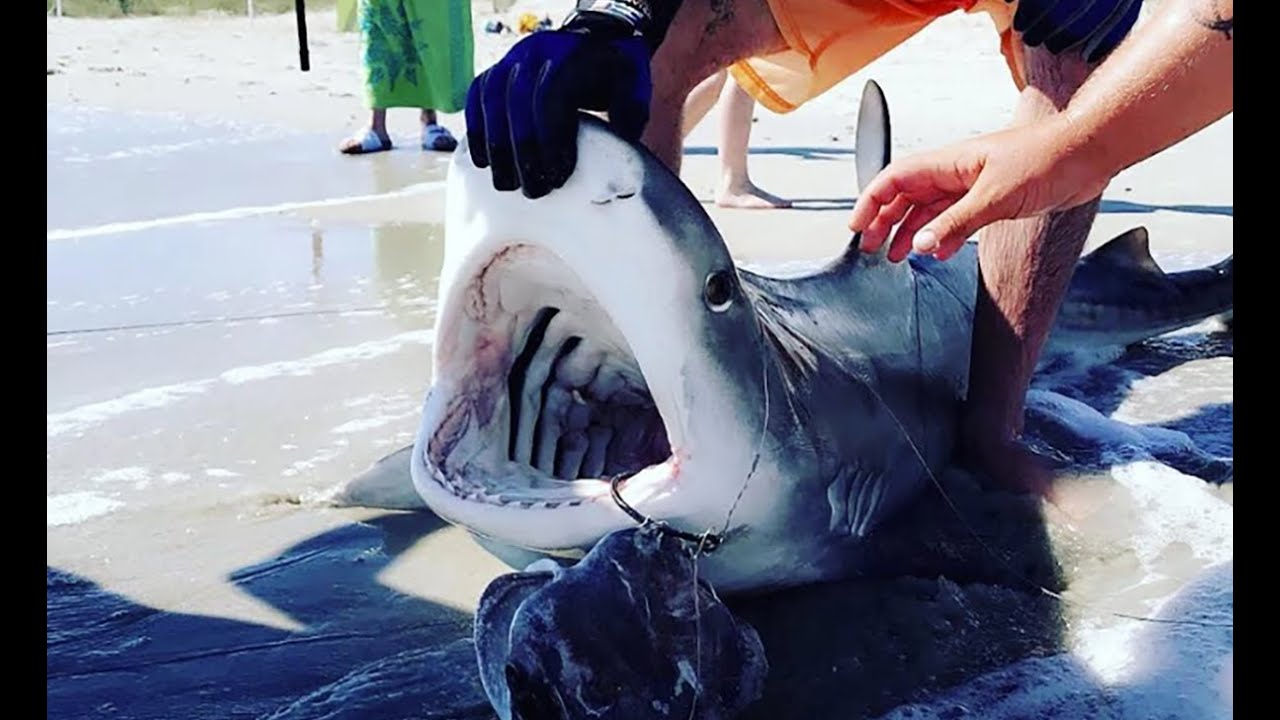 new video games 2020 Big TIGER SHARK Caught on the Beach! - Pinnacle Reef Shark Fishing