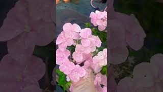 🌸Обзор гортензии Френч болеро 🌸