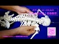世界でここだけ! 背骨・肋骨・肩甲骨が動く骨格模型!